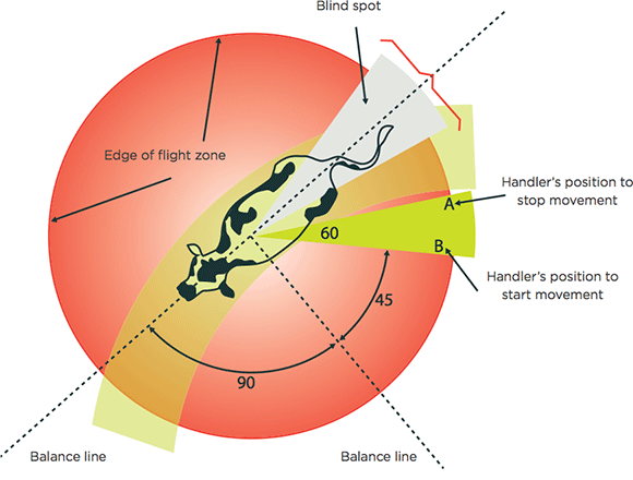 A diagram showing the flight zone and point of balance of a cow.